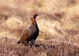 Red Grouse - Lochindorb, Scotland