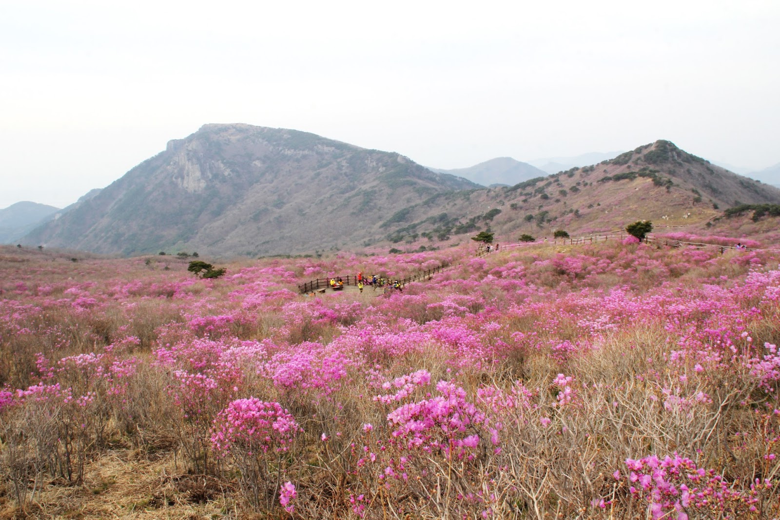 When Will This Year’s Spring Flowers Bloom in Daegu, South Korea? 2016