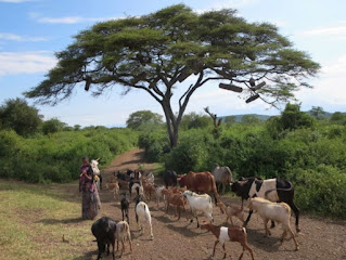 Acacia Tree in Africa