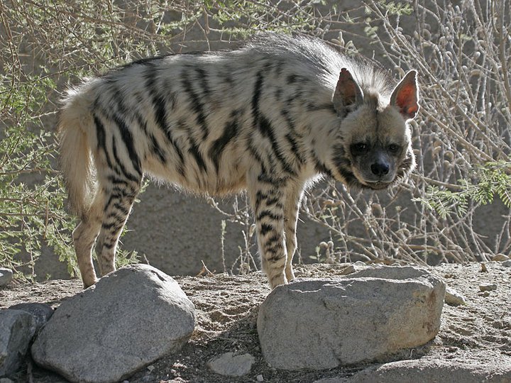 ALGERIE, Terre d'Afrique: La hyène rayée (Hyaena hyaena)