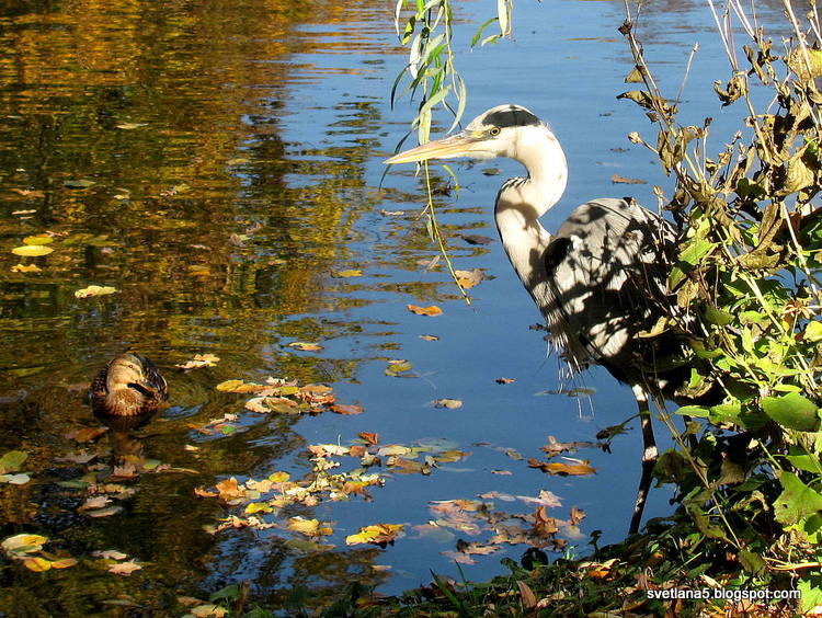 Zoo Zagreb štorklja