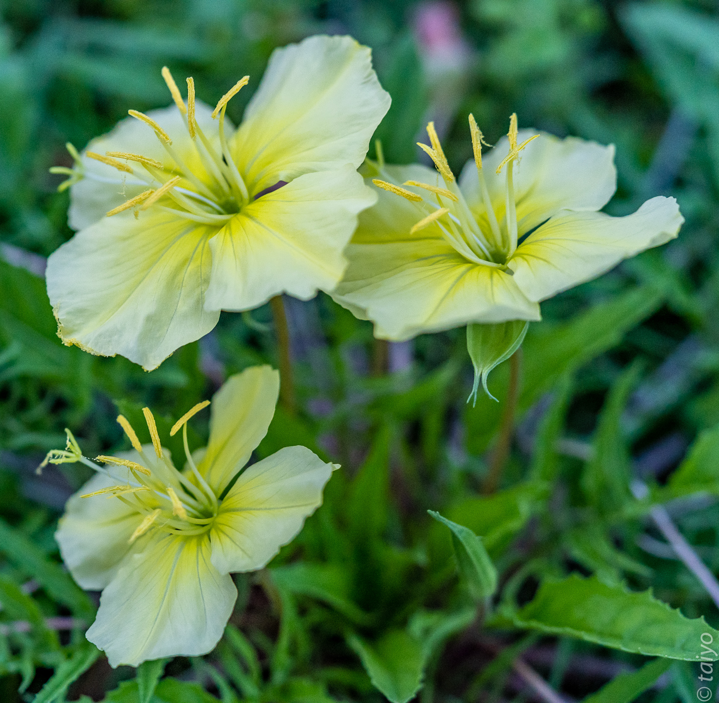 Taiyo's Meanderings Nightblooming flowers