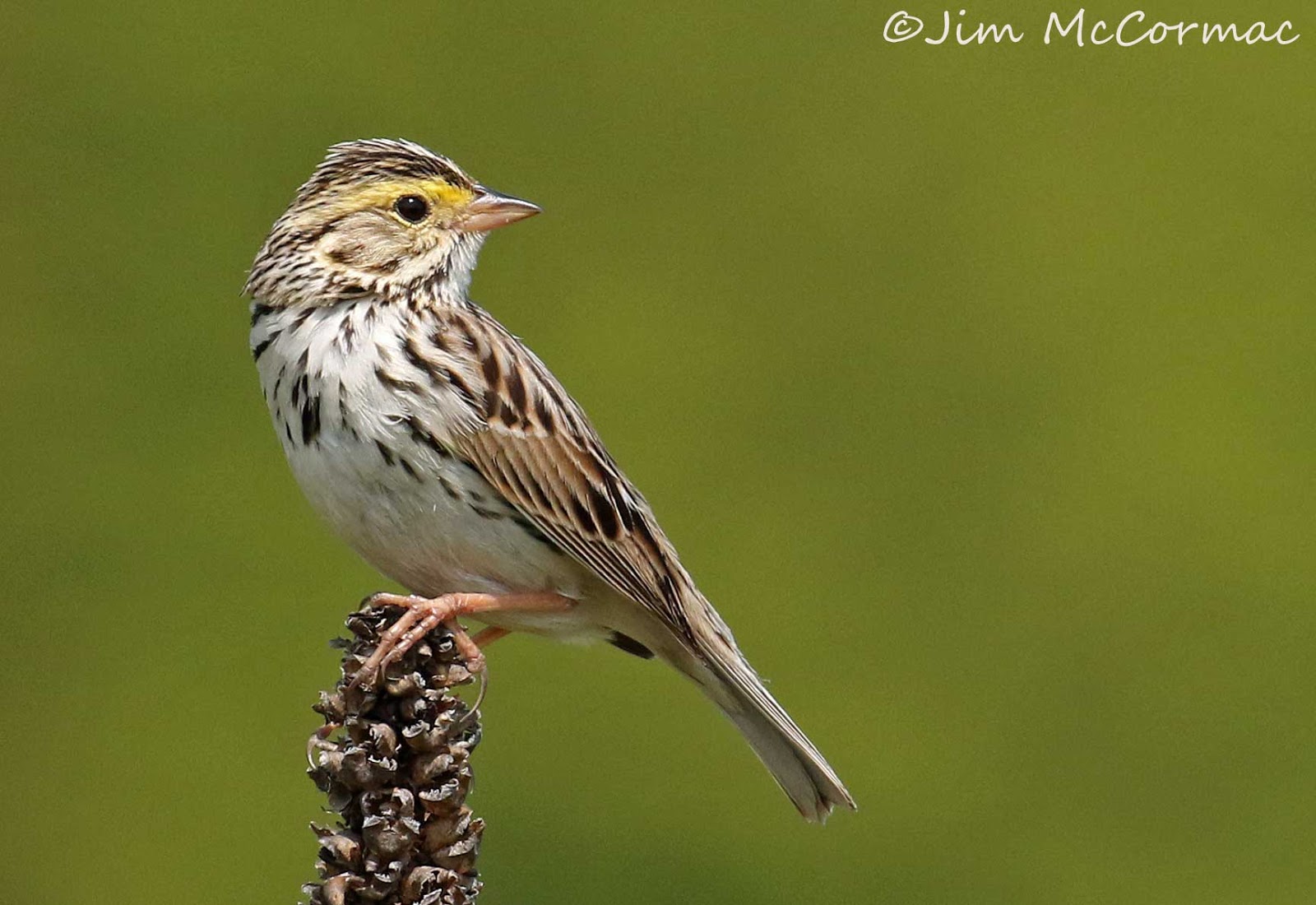 Ohio Birds and Biodiversity Northern Michigan!