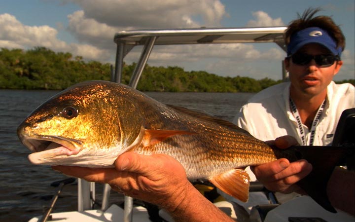 Everglades Winter Fishing Report with Capt. Kevin Mihailoff
