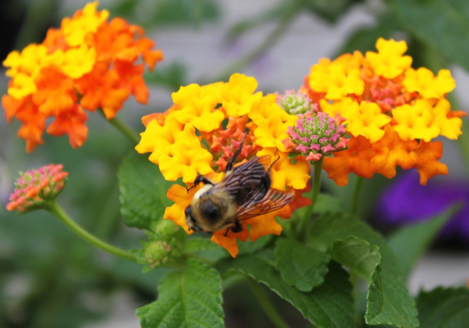 Strange's Garden Center Butterfly Gardening! Tips for attracting