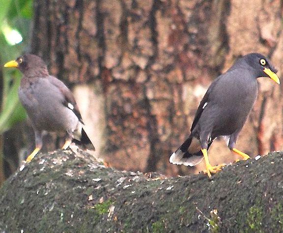 Cara Membedakan Jalak Kerbau Jantan Dan Betina Hewan Ternak