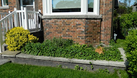 York front yard before renovation by Paul Jung Gardening Services Toronto