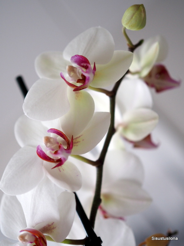 leikko orkidean hoito