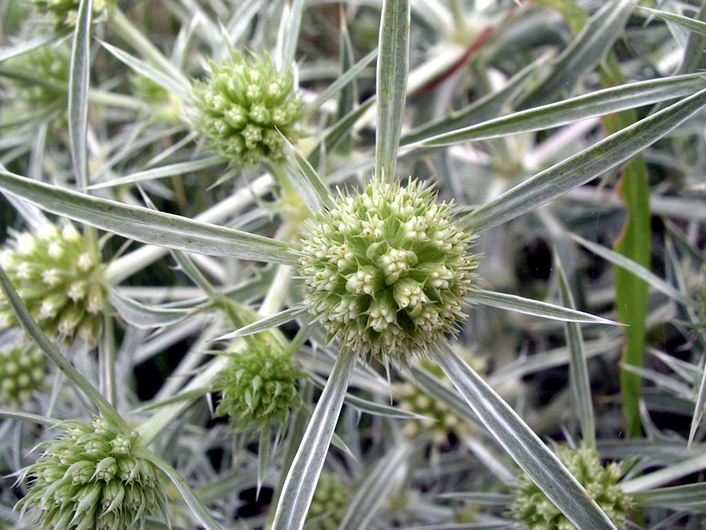 PhyloBotanist Botany picture 50 Eryngium campestre