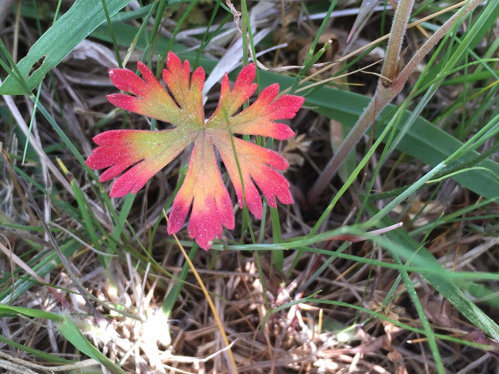 Carolina Cranesbill leaf
