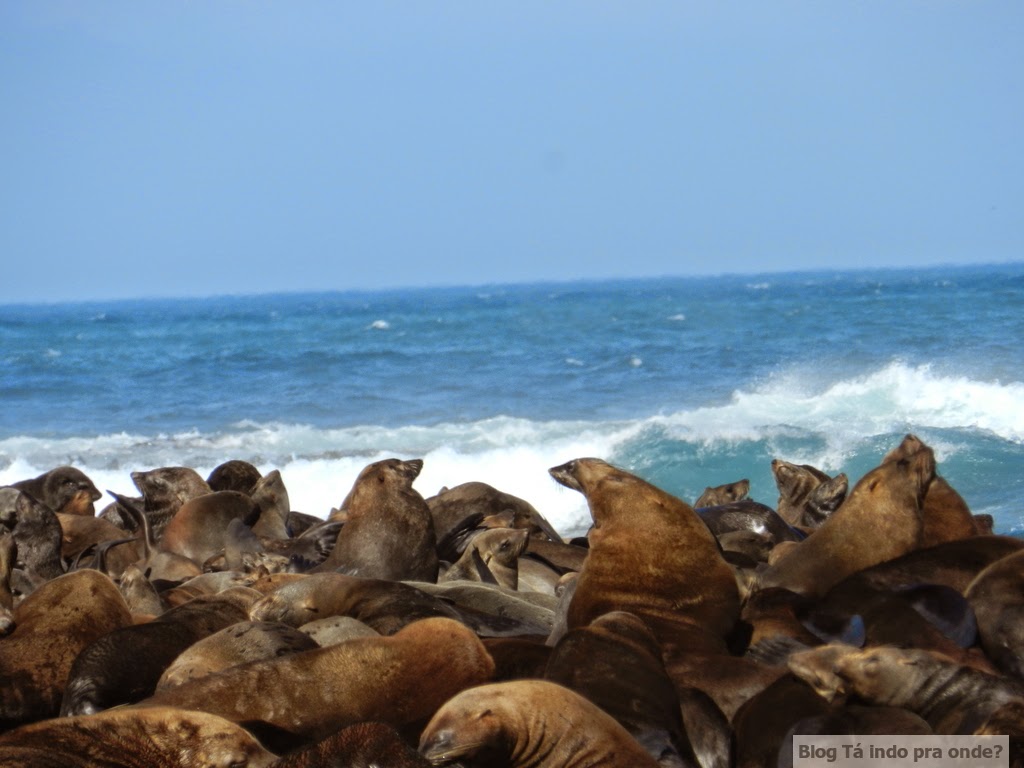 passeio para ver focas em Hout Bay