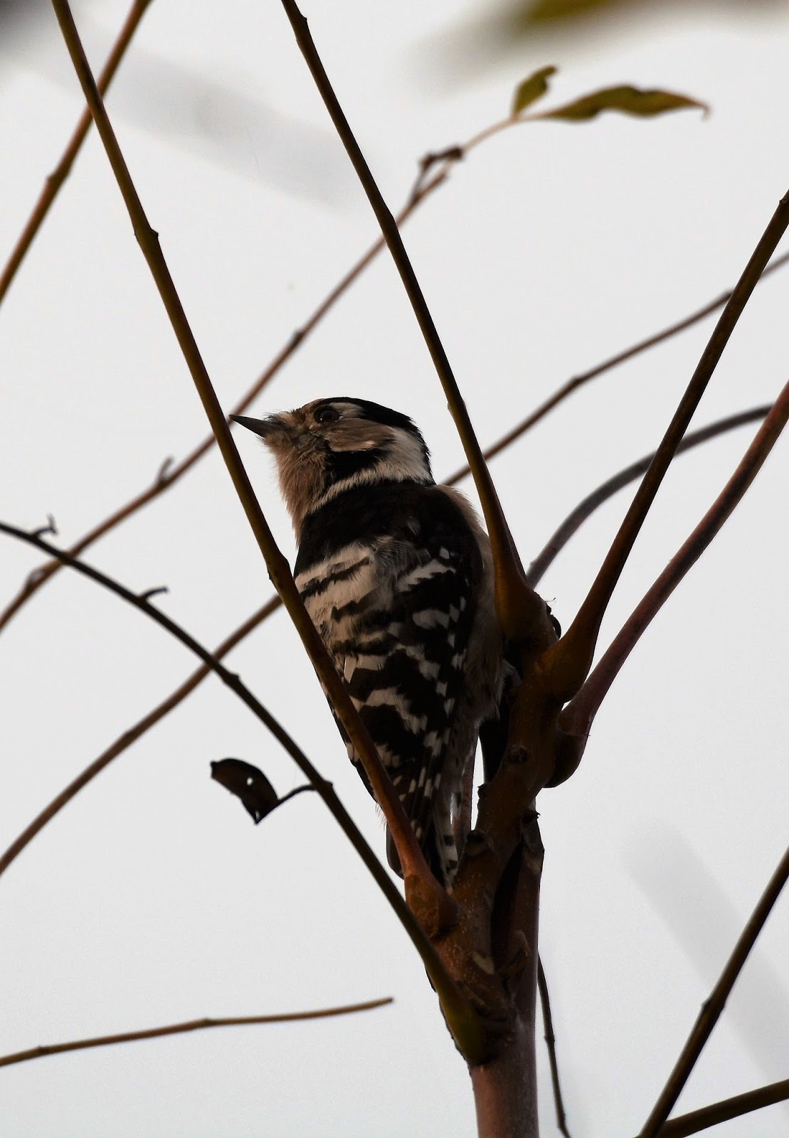 Woodpeckers Of Europe: Lesser Spotted Woodpecker female