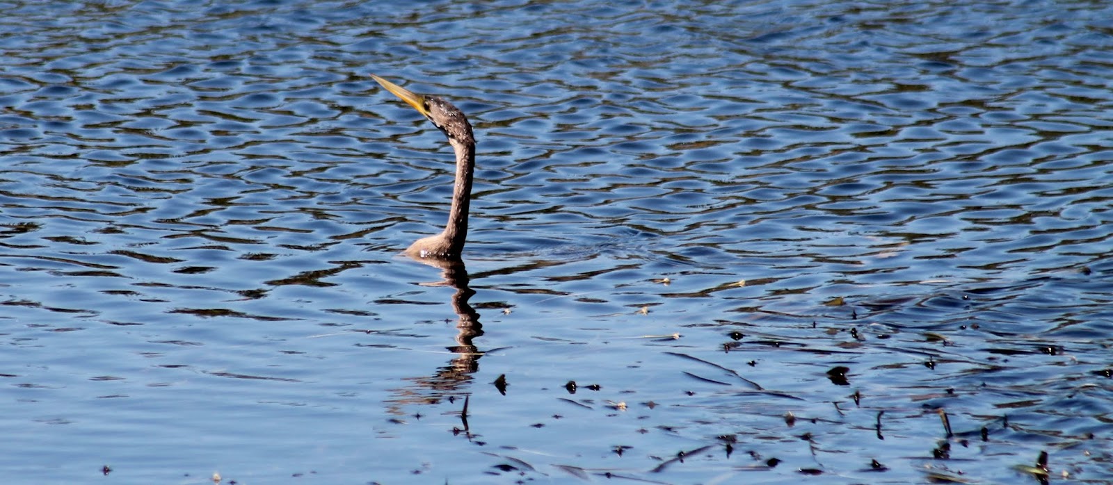 Anhinga o pájaro serpiente Anhinga o pájaro serpiente