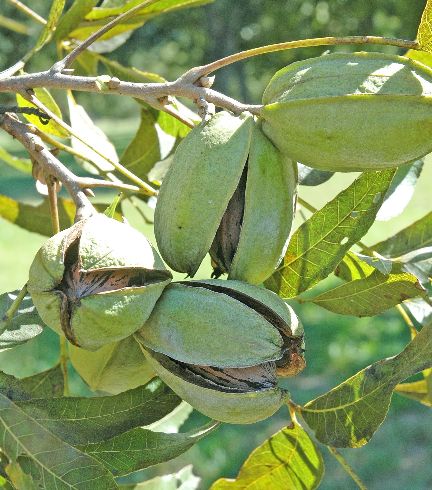Northern Pecans Pecan cultivars ripening on the last day of September