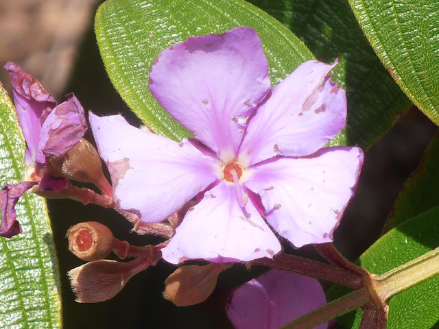 Flor-de-LA-TIBUCHINA-Tibouchina-granulosa