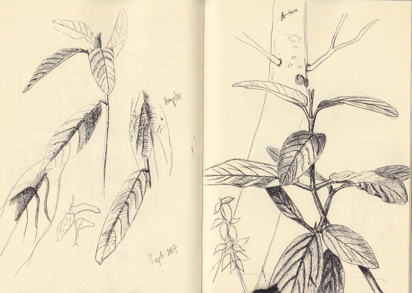 Nature Abhors A Garden Fruit Tree Buds