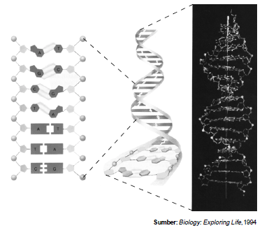 Pengertian, Struktur, Molekul dan Basa Nitrogen Penyusun serta Tahapan Mekanisme Replikasi DNA