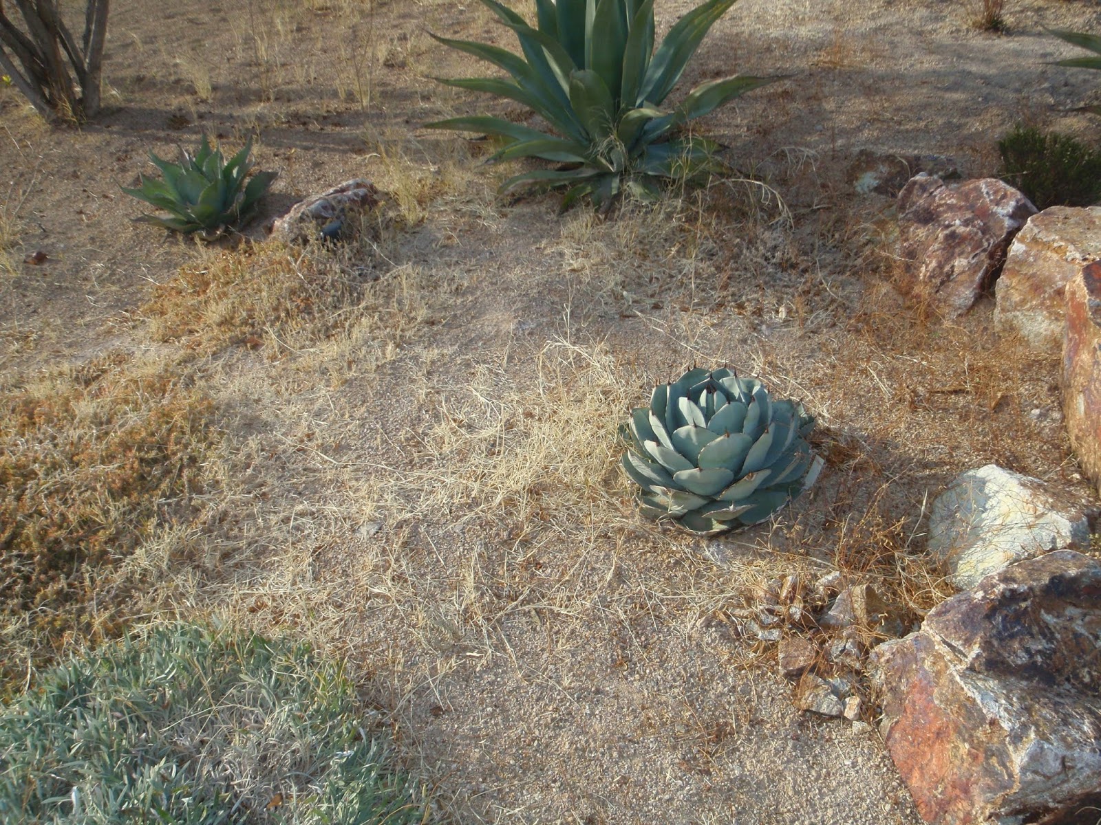 Xtremehorticulture of the Desert How to Win the War on Weeds in Your