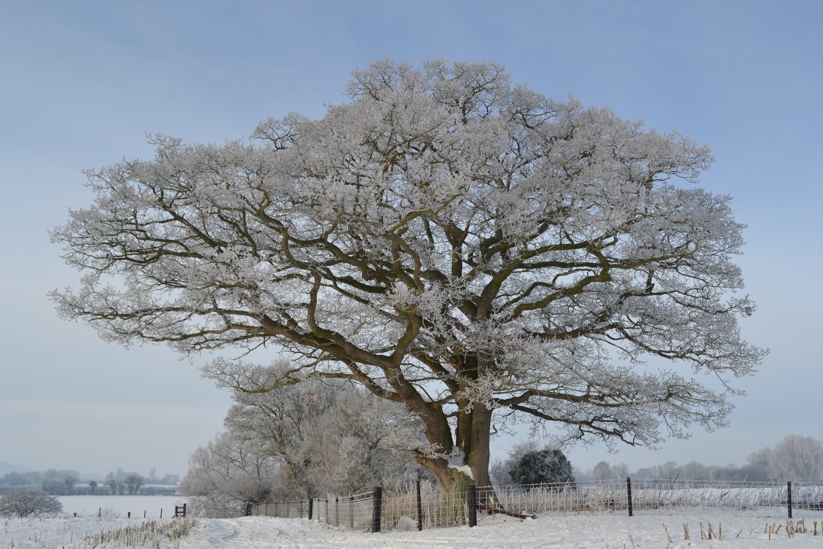 Как выглядит дерево зимой. Дуб зимой. Дерево дуб зимой. Развесистое дерево зимой. Одинокое зимнее дерево.
