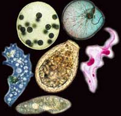 Pengertian Protista, Ciri-Ciri, dan Jenis-Jenisnya (Gambar Protozoa)