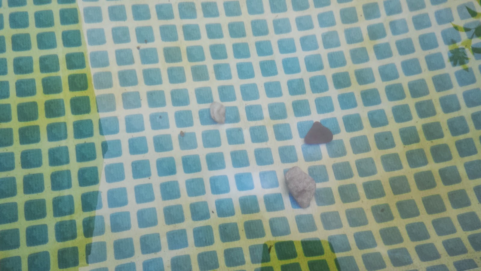 Das Gewunschteste Wunschkind August 2014