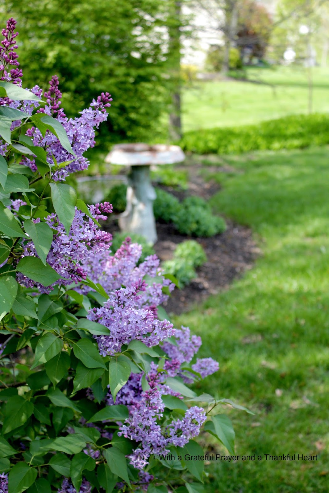 Lines From Linderhof It S A Lilac Year