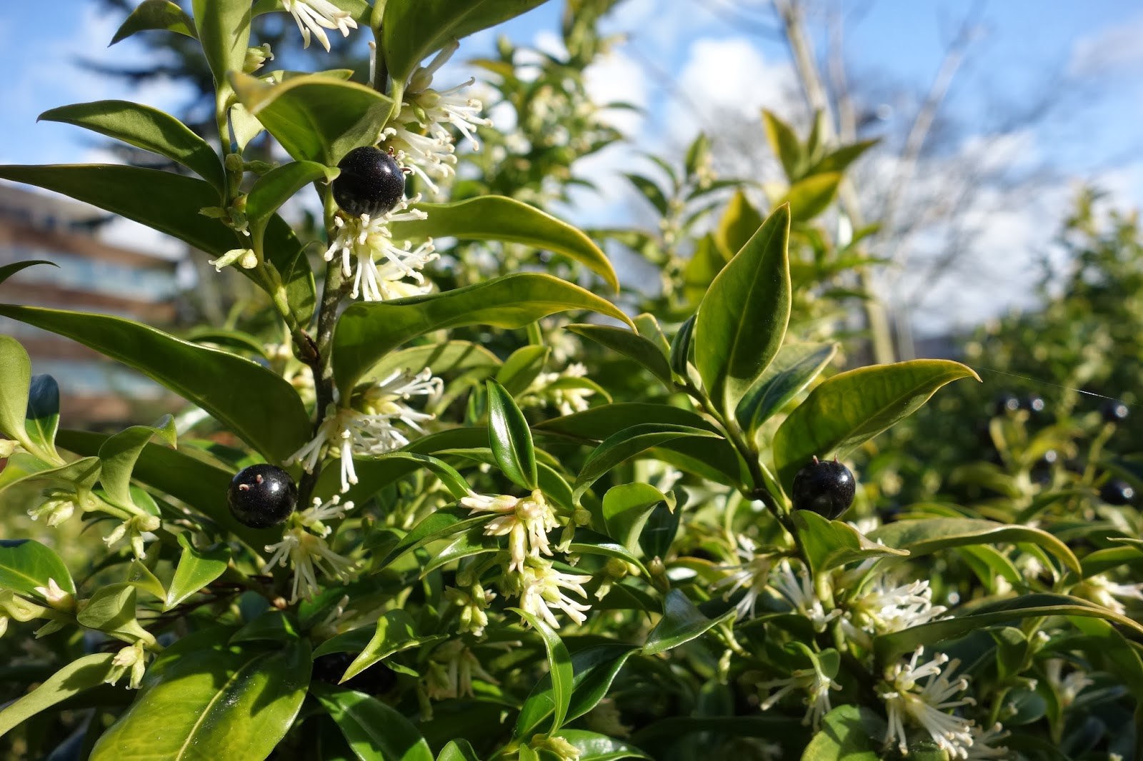 Urban Pollinators Winter flowers for bees and other pollinators