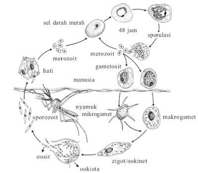 Siklus hidup plasmodium