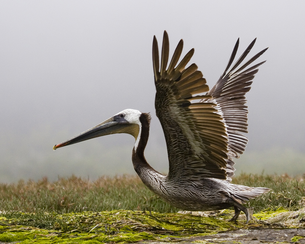 Pictures Of Brown Pelicans 119