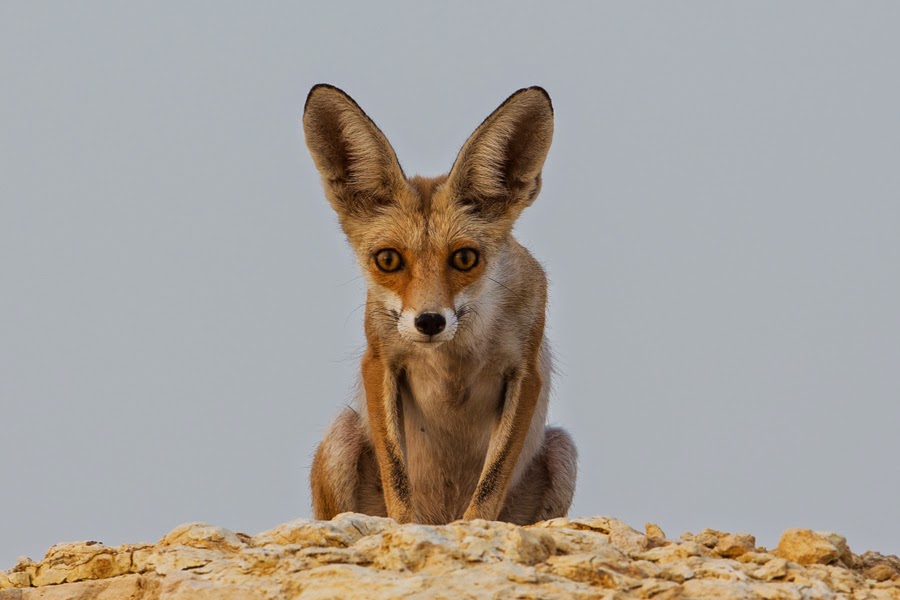 birds-of-saudi-arabia-arabian-red-fox-dhahran-hills