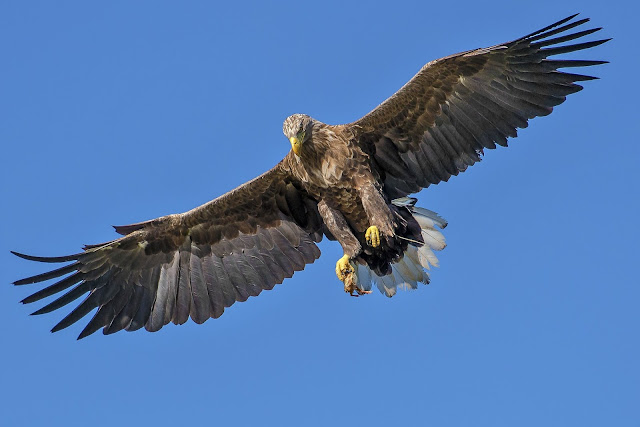 Eagle Flying During Day Time Under The Blue Sky Eagle Flying During Day Time Under The Blue Sky