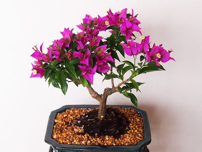 Ciri-ciri Bonsai Bunga Kertas atau Bougenville