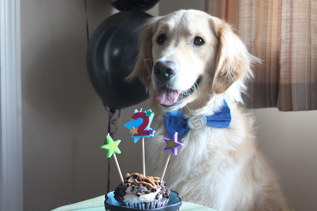 dogs birthday with cupcake