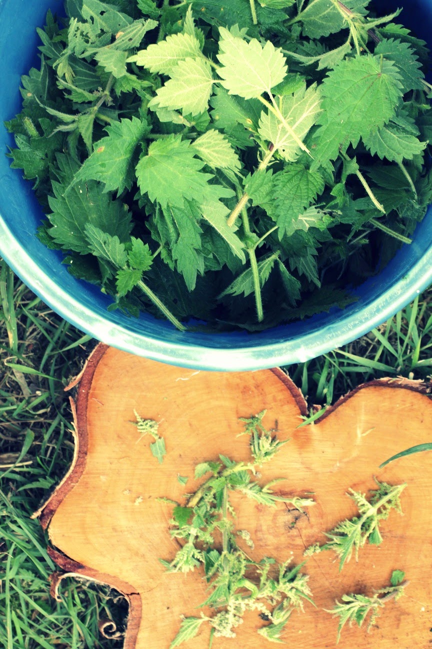 der Versuch nachhaltig zu leben und leben zu lassen brennesseljauche