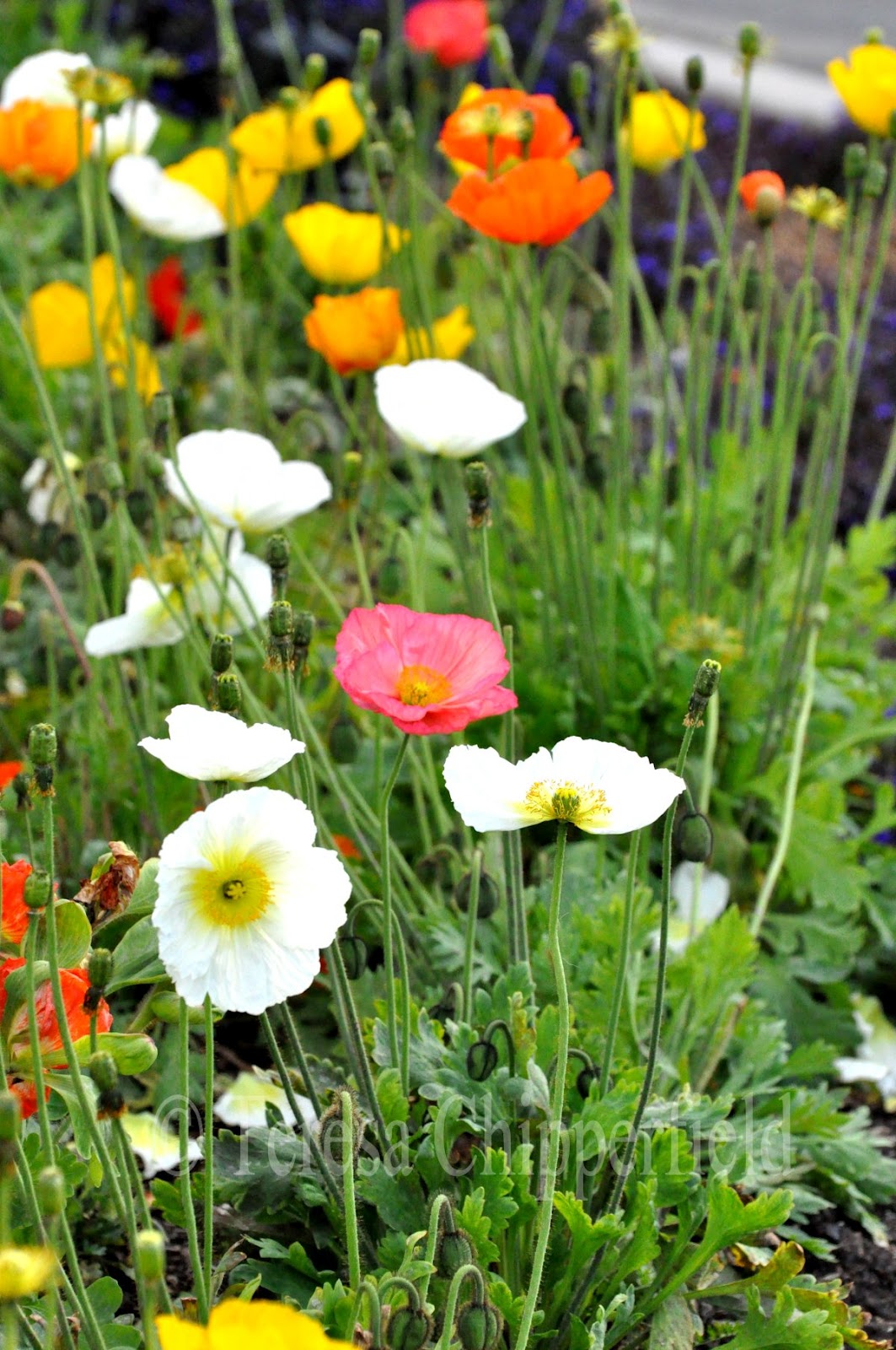 Poppy Place Pdx Flowers in San Diego )