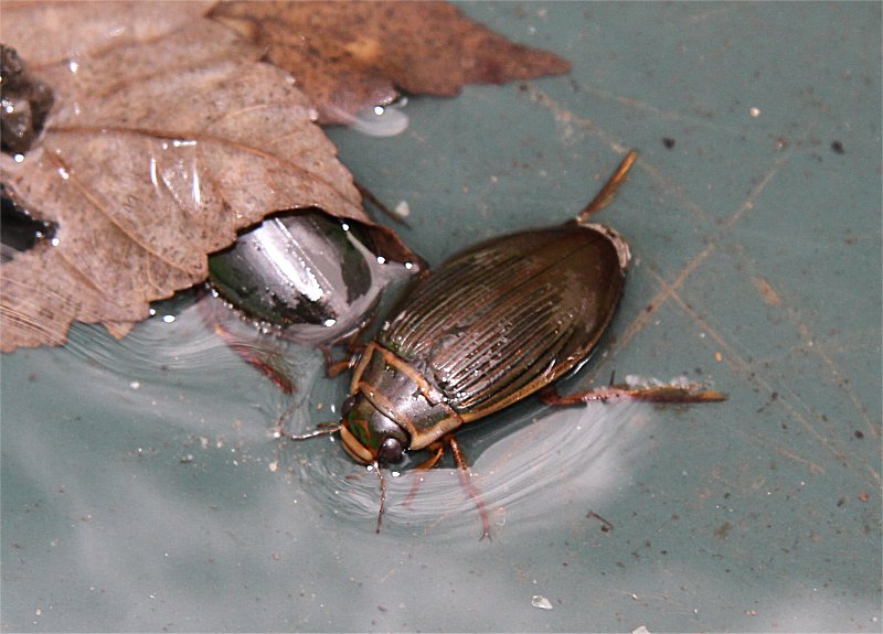 Murfs Wildlife Great Diving Beetle