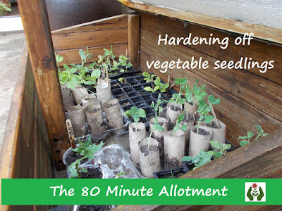 Hardening off The 80 Minute Allotment Green Fingered Blog