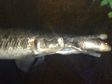 Makanan Dalam Perawatan Ikan Aligator Yang Benar