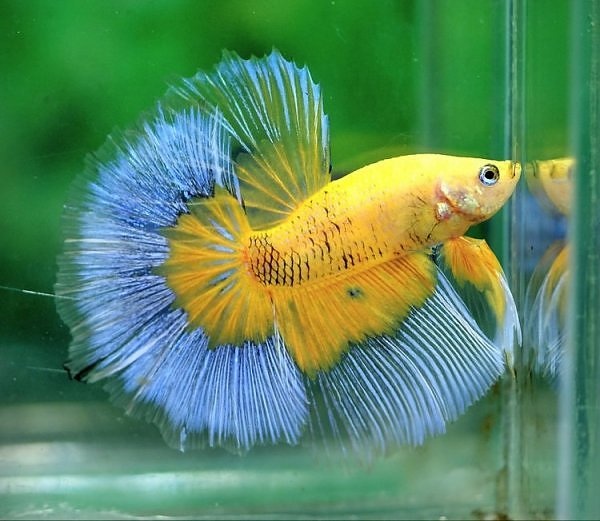 TIPS PERAWATAN EKOR IKAN CUPANG CEPAT PANJANG | CARA ...