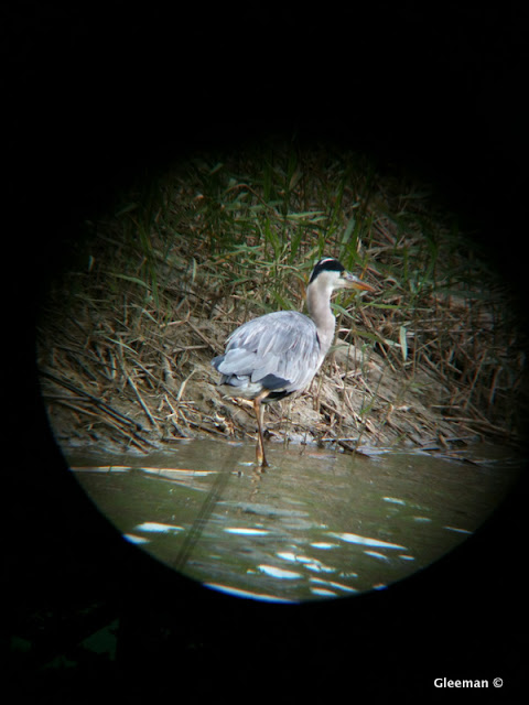 Digiscoping with iPhone (Pentax 75SDHF)