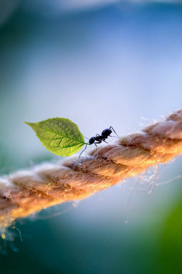 19 ant background images