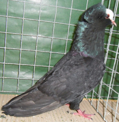 black pigeons - colur type - pigeons