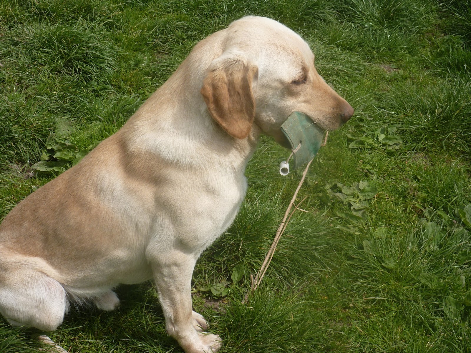 Cuckavalda Gundogs North Yorkshire 18 month old yellow Lab dog for sale