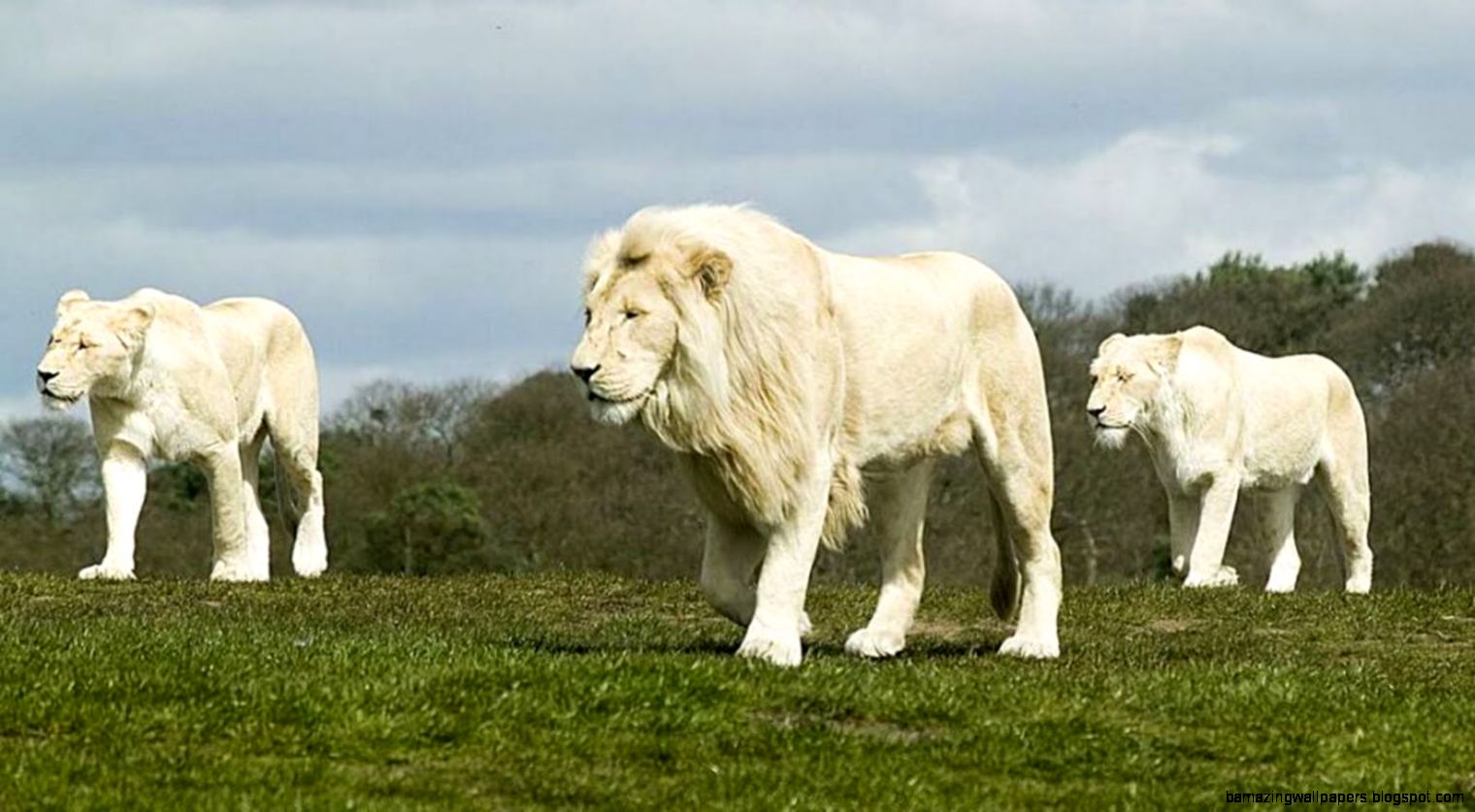 White Lion High Resolution