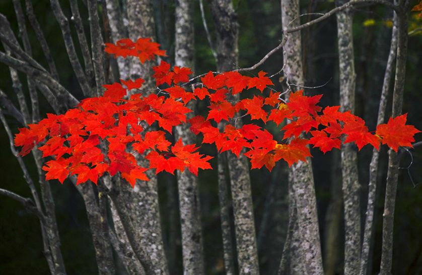 bensozia Michael Melford