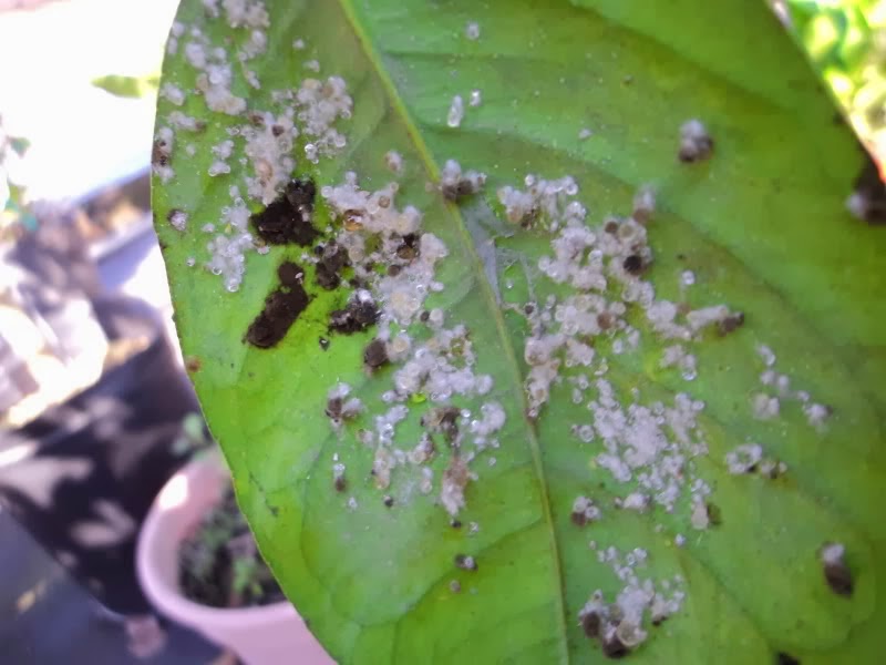 HOW TO GET RID OF BLACK MOULD ON A LEMON TREE The Garden of Eaden