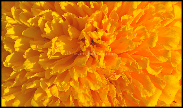 dance of life, Marigold, Beautiful, shadow effect, Changing color