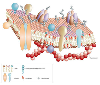 Cell Membrane