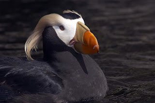 Image of a Tufted Puffin