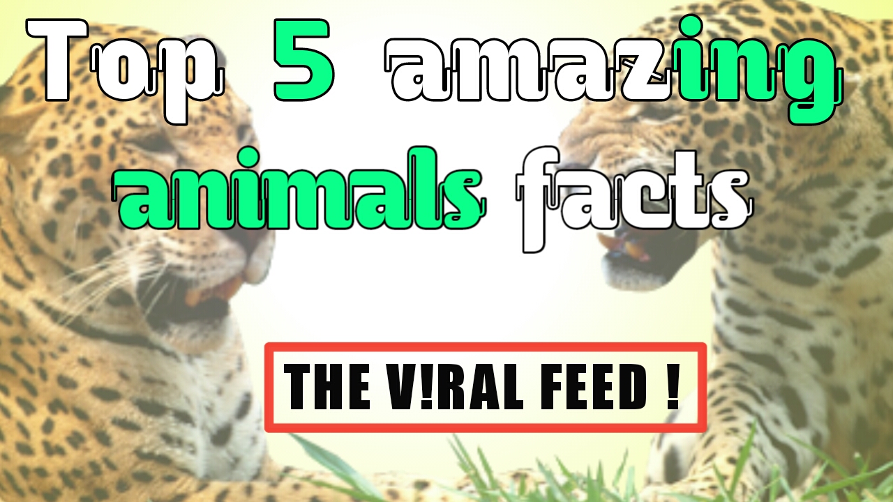 Top 5 Amazing Animals Facts That will blow you'r mind ! The Viral Feed